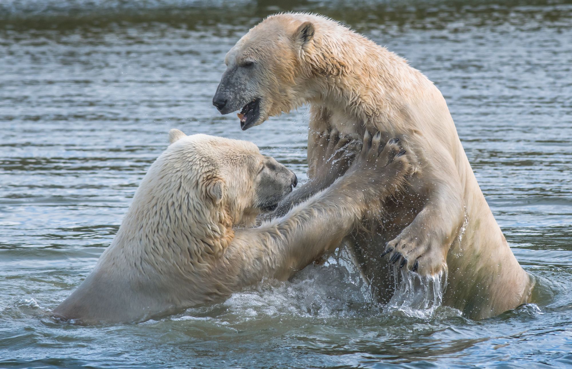 Isbjørn. Foto: Rune Engelbreth Larsen (Skandinavisk Dyrepark)