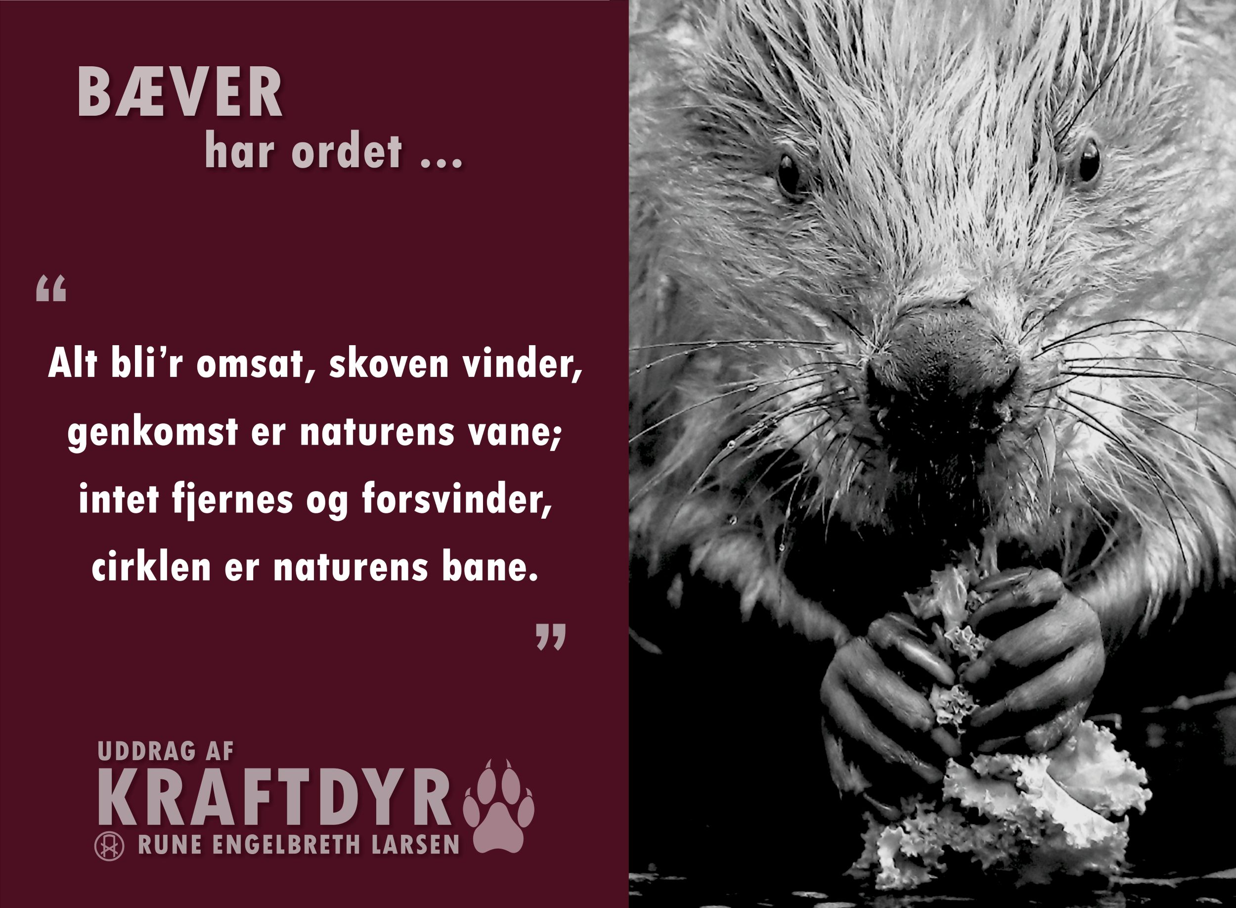 kraftdyr.0.bæver.A