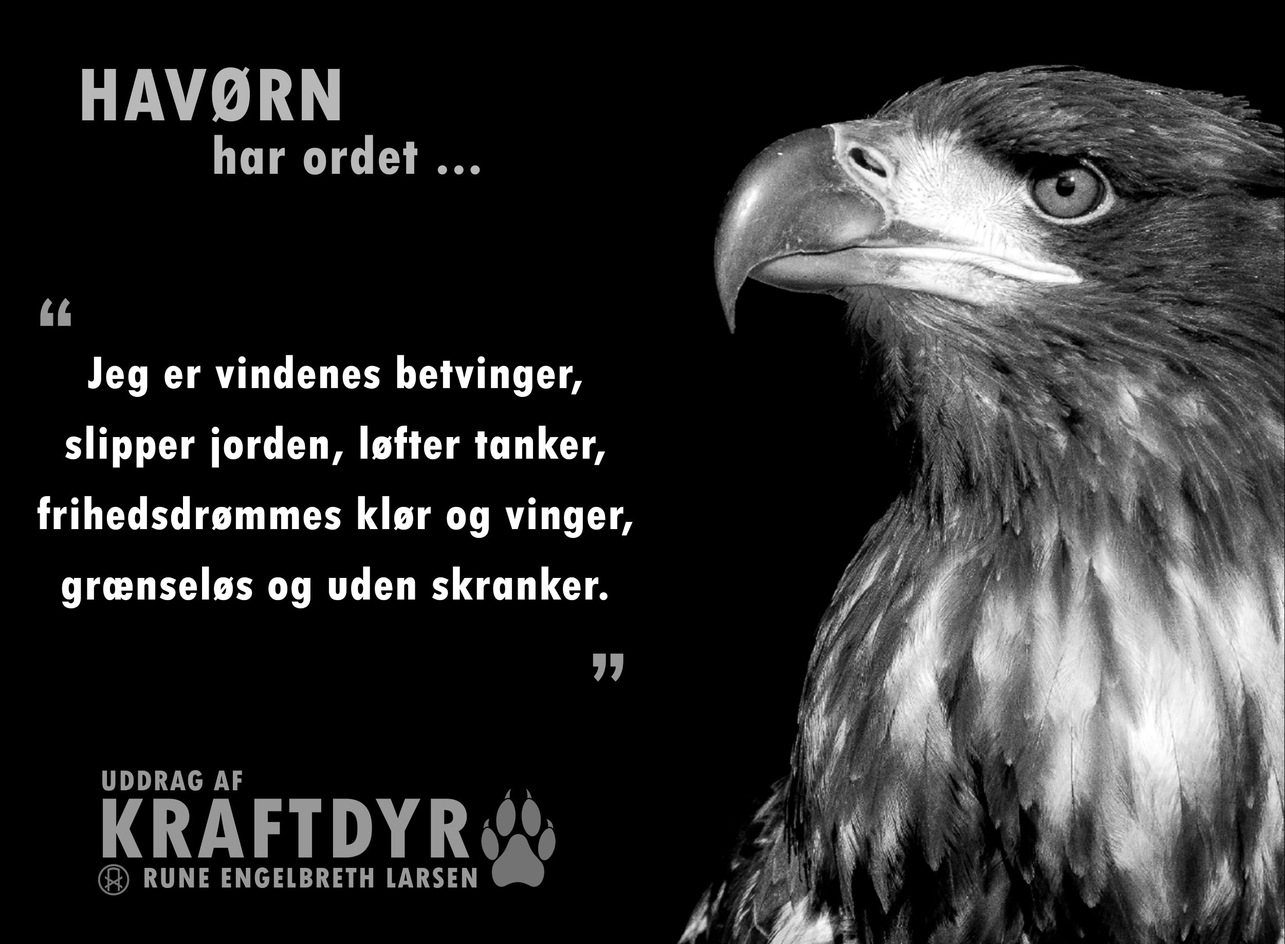 kraftdyr.0.havørn